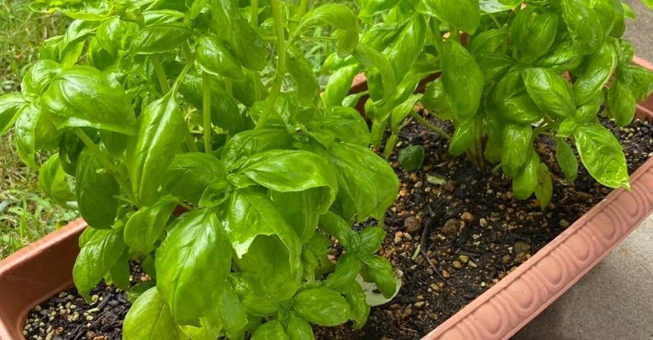 最初のステイホーム園芸はバジルから がみ Gamixxity Note