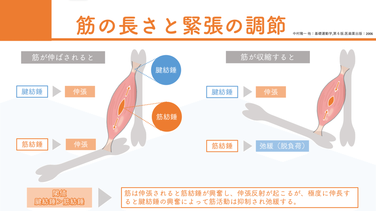 筋緊張制御系 ”固有受容反射”｜Konuma@脳卒中認定理学療法士