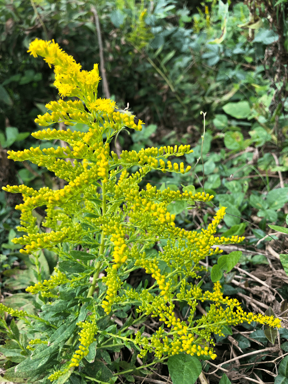 ブタクサの黄に惹かれども花粉症 さゆりん Note