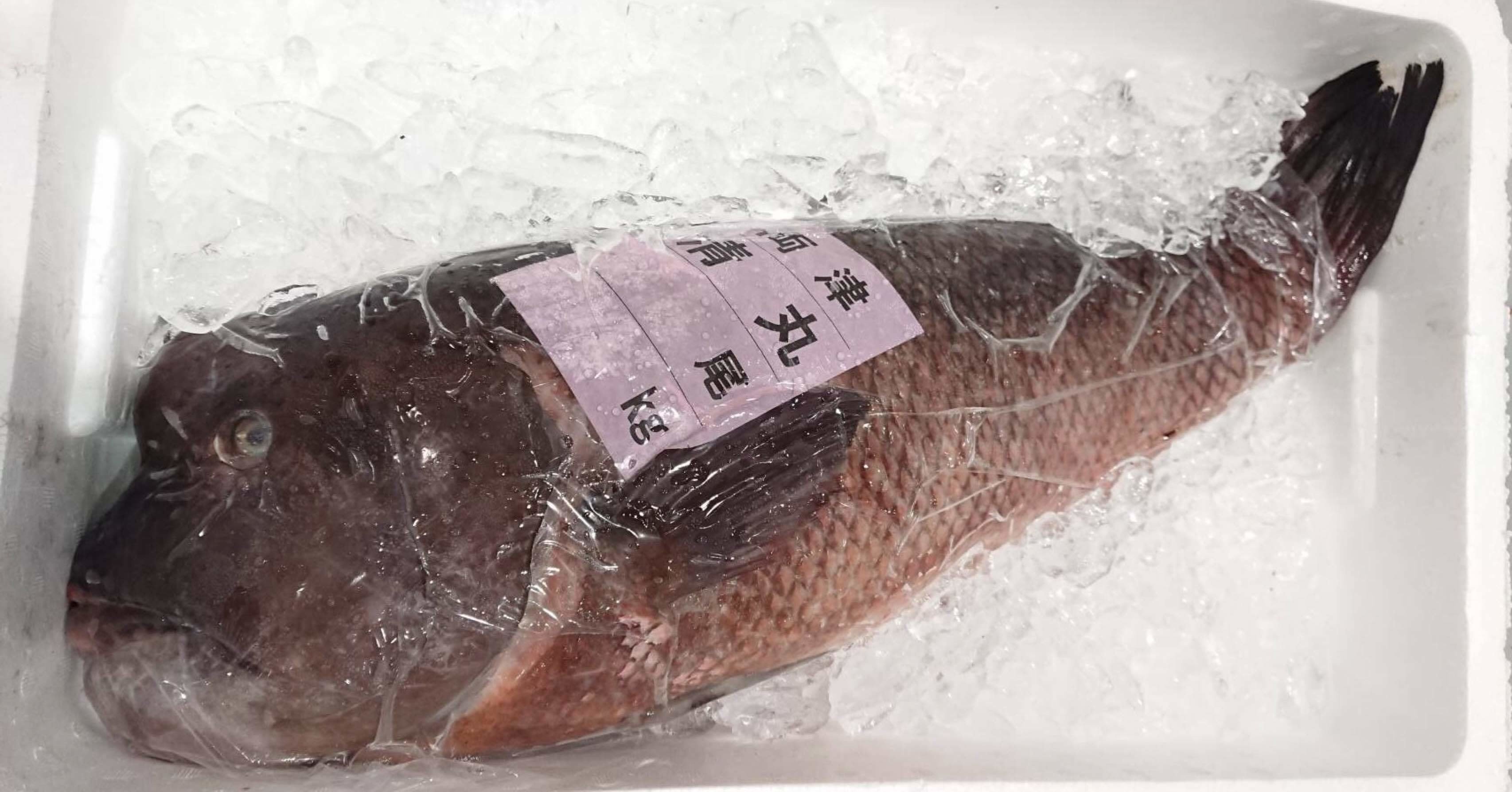 新潟 佐渡沖のコブダイ コブ鯛 鮮魚通販 魚が来る 魚が来る 明日 新潟から 鮮魚通販 Note