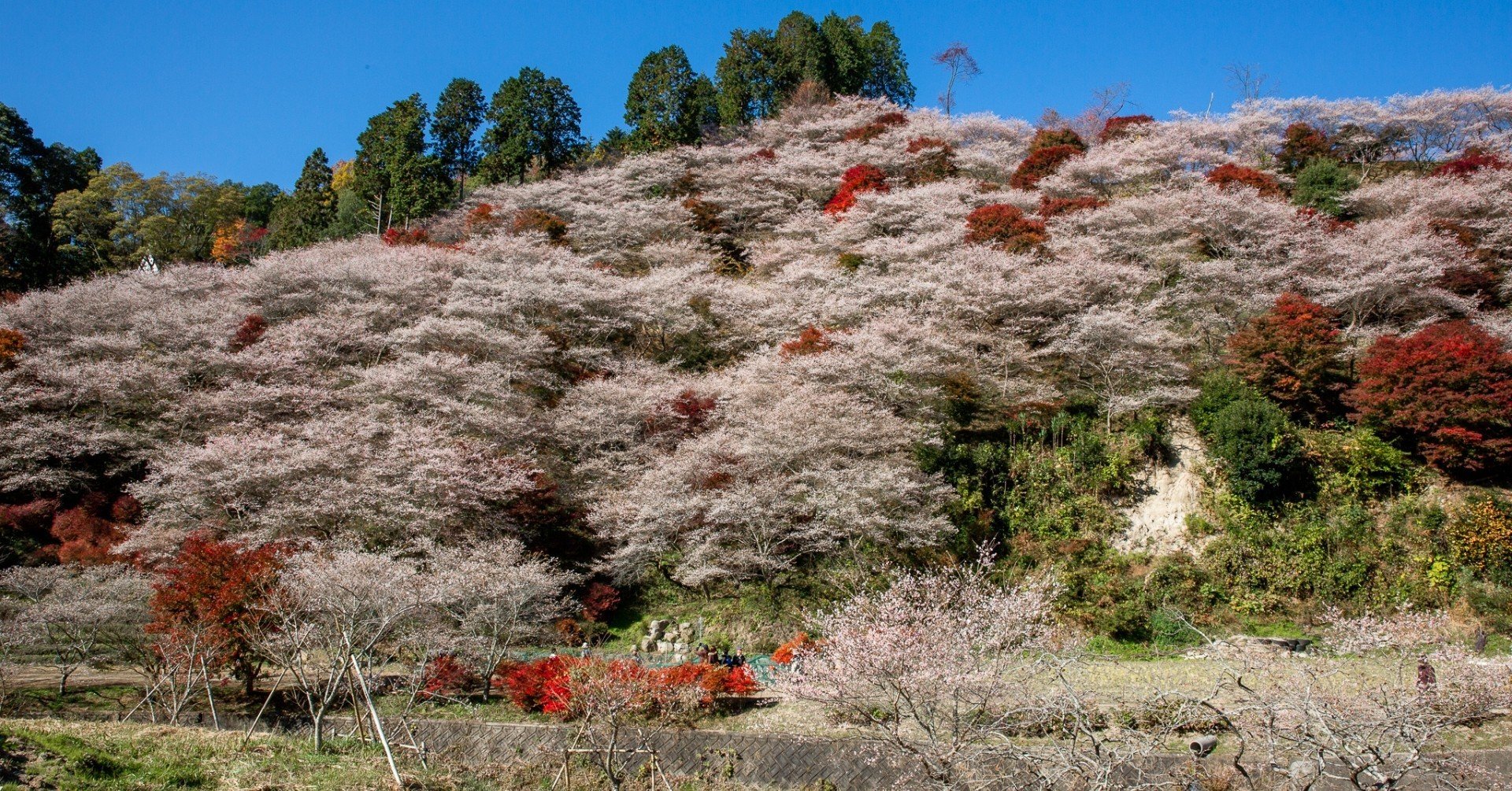 紅葉と桜の協演「小原の四季桜」｜Zenpaku