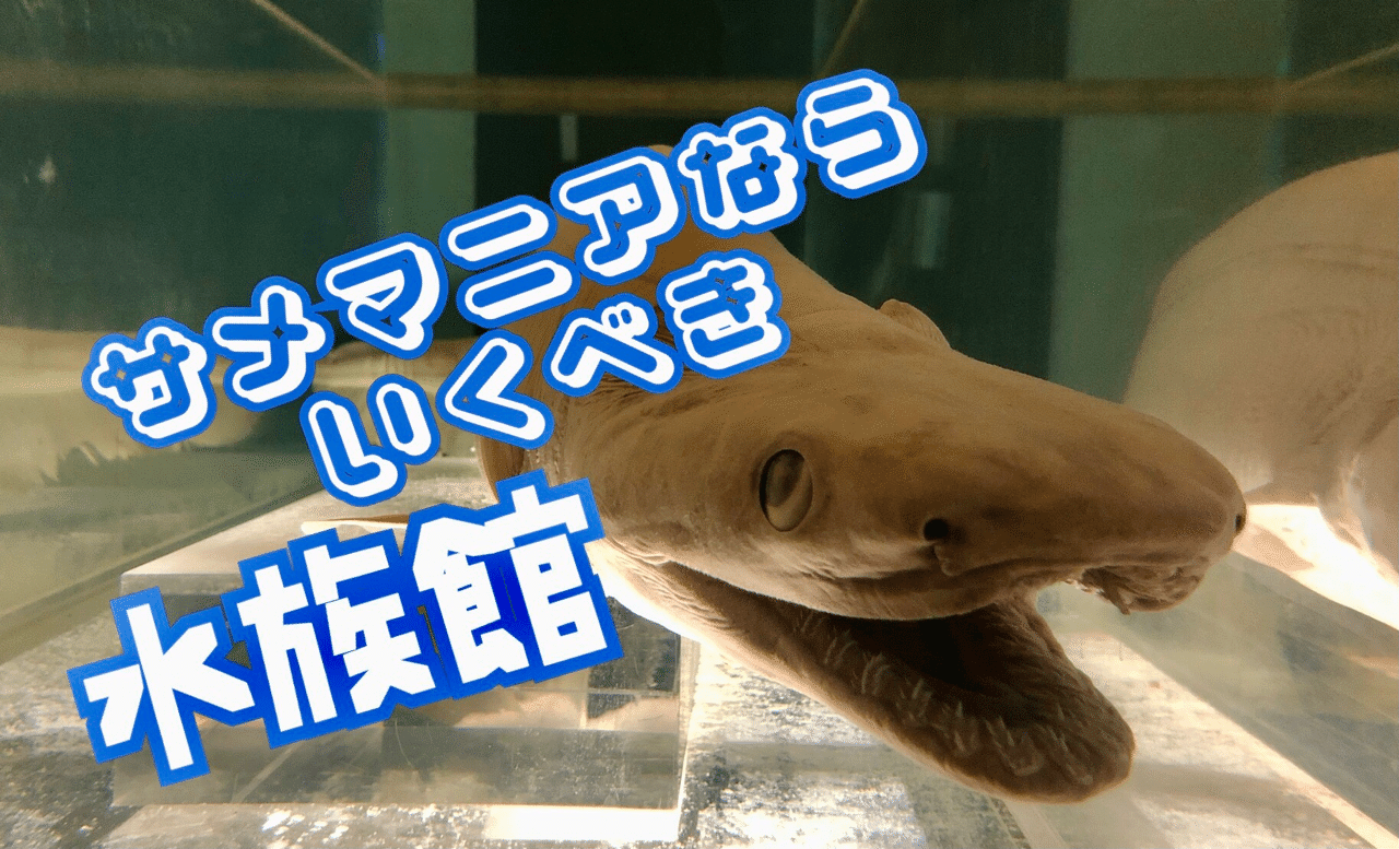 大型鮫 深海鮫マニアが油壺マリンパークに行くべき理由 日本を旅するうめの Note
