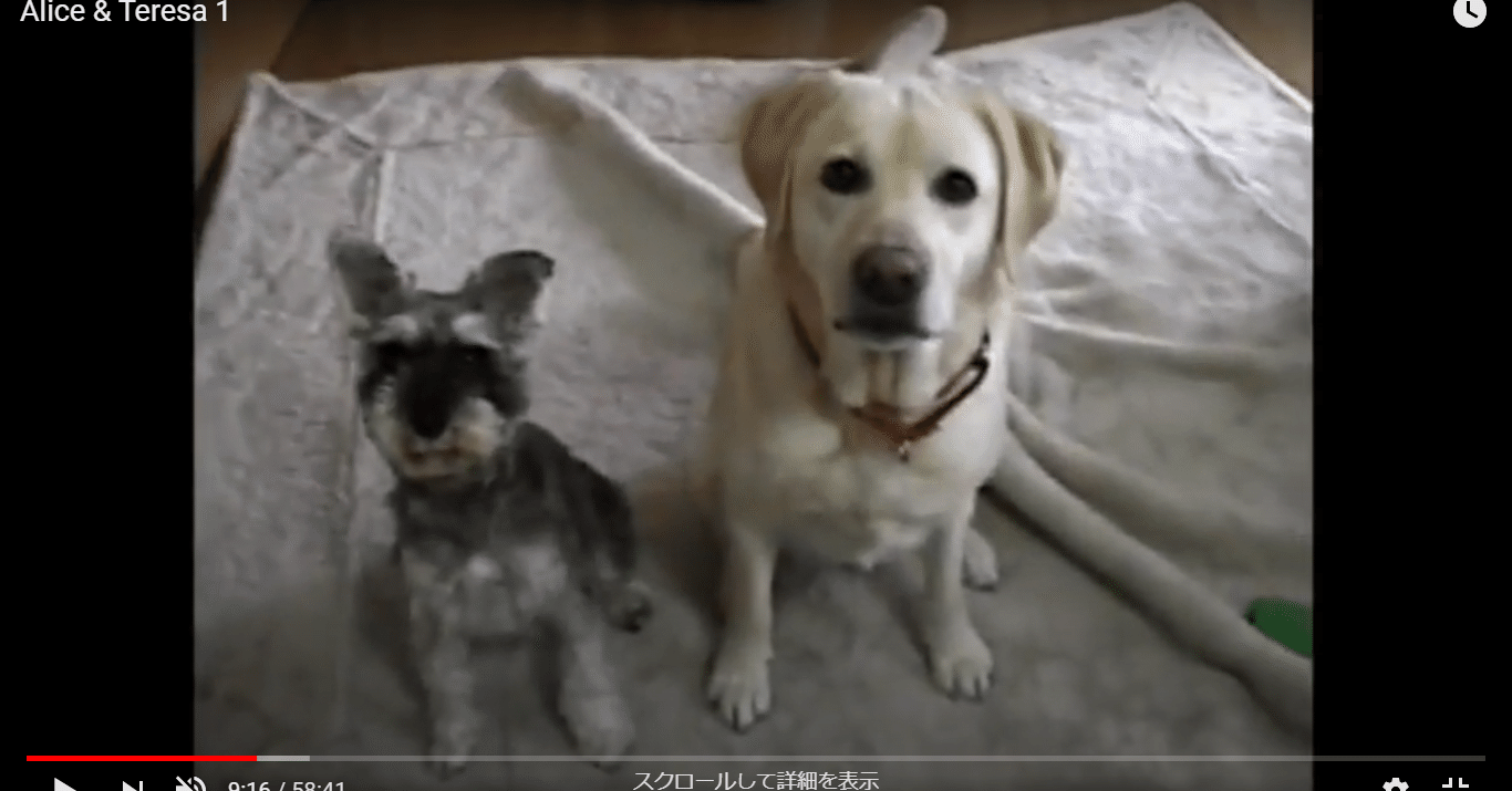 仲良し犬のブルース 歌詞 好木陣太呂 Note