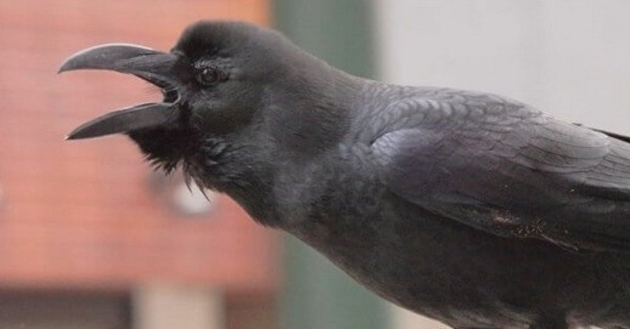 カラスの かー を聞いて英語の発音について思ったこと 英語発音コーチひろみ Note