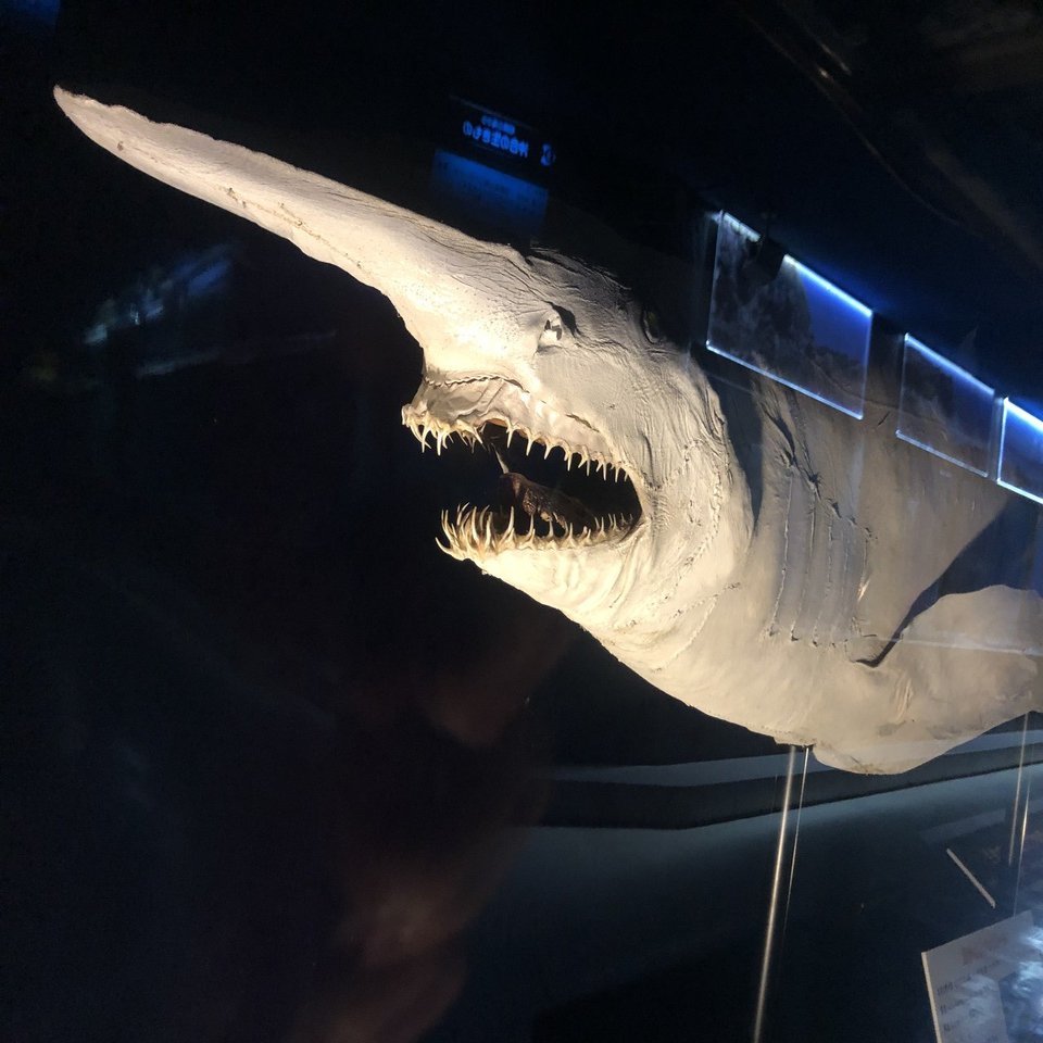 大型鮫&深海鮫マニアが油壺マリンパークに行くべき理由｜日本を旅する