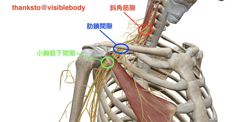 腕神経叢絞扼されやすい場所