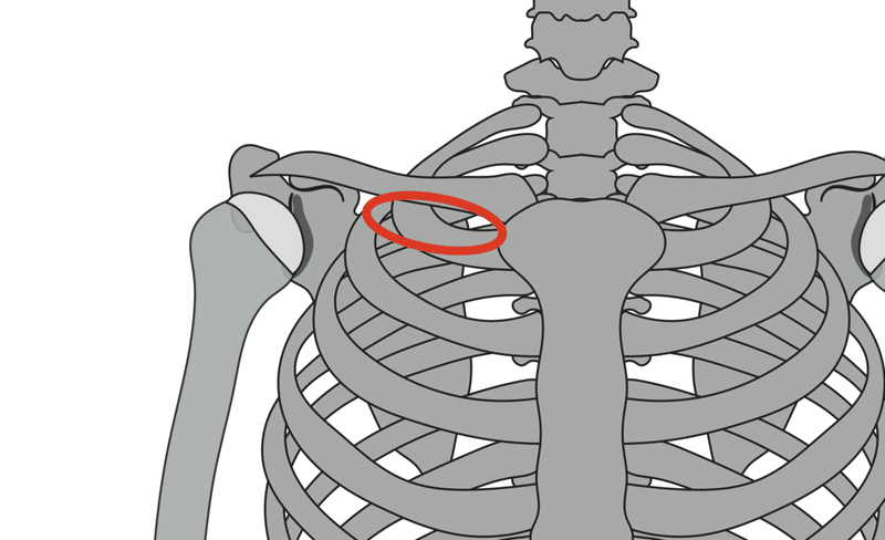 鎖骨下筋の場所
