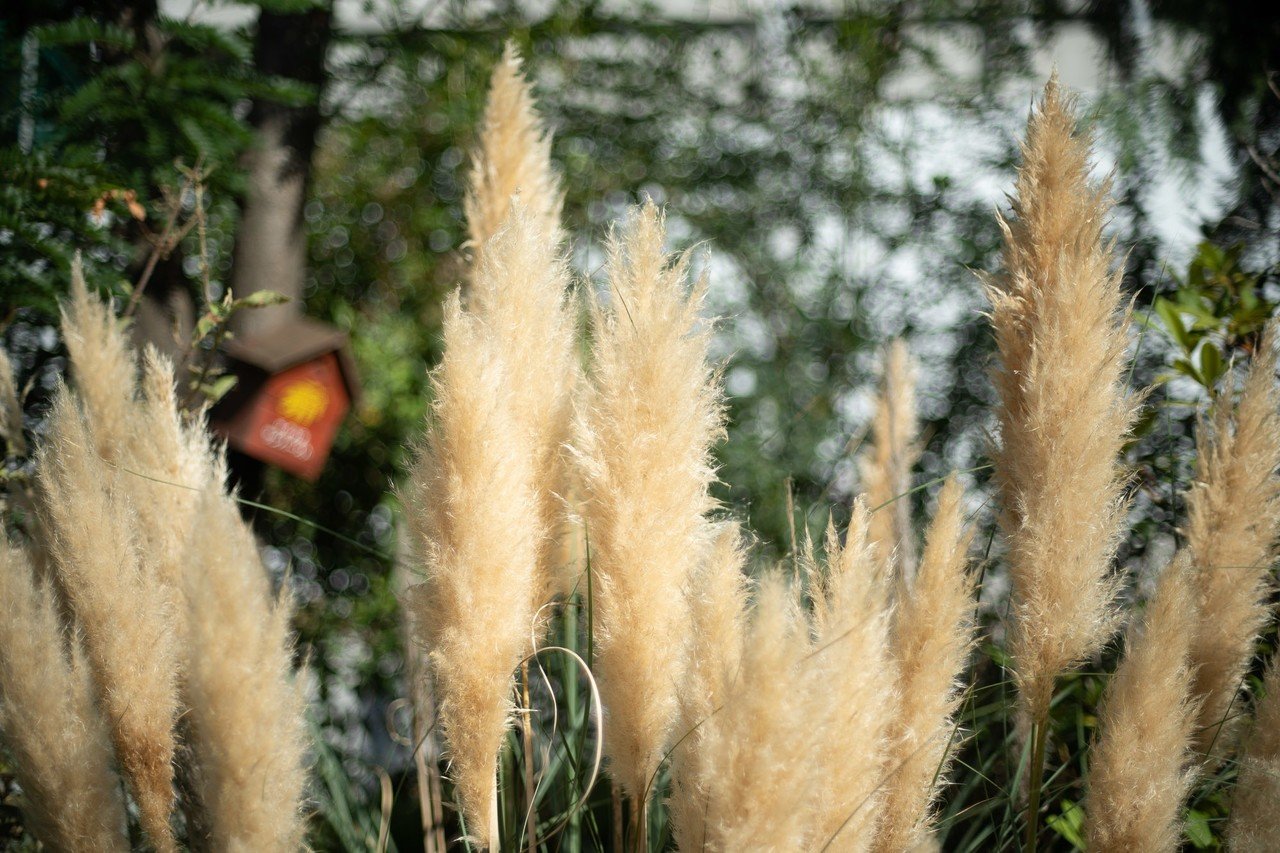 【作例有り】CANON 50mm F1.4 s.s.c. FD オールドレンズ オールドレンズ：Canon FD 50mm F1.4 S.S.C. 作例追加