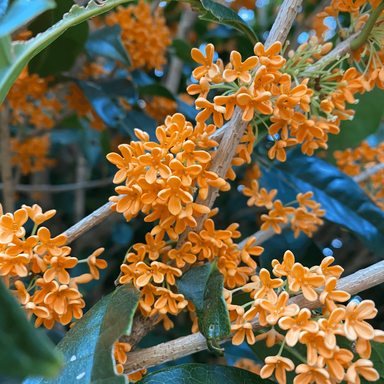 金木犀（きんもくせい）の活用アイデア5つを紹介｜koikeの菜園日記