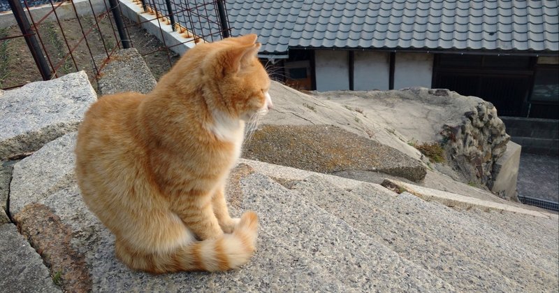 都会に疲れたら猫の島。瀬戸内海の男木島（おぎじま）（香川県）