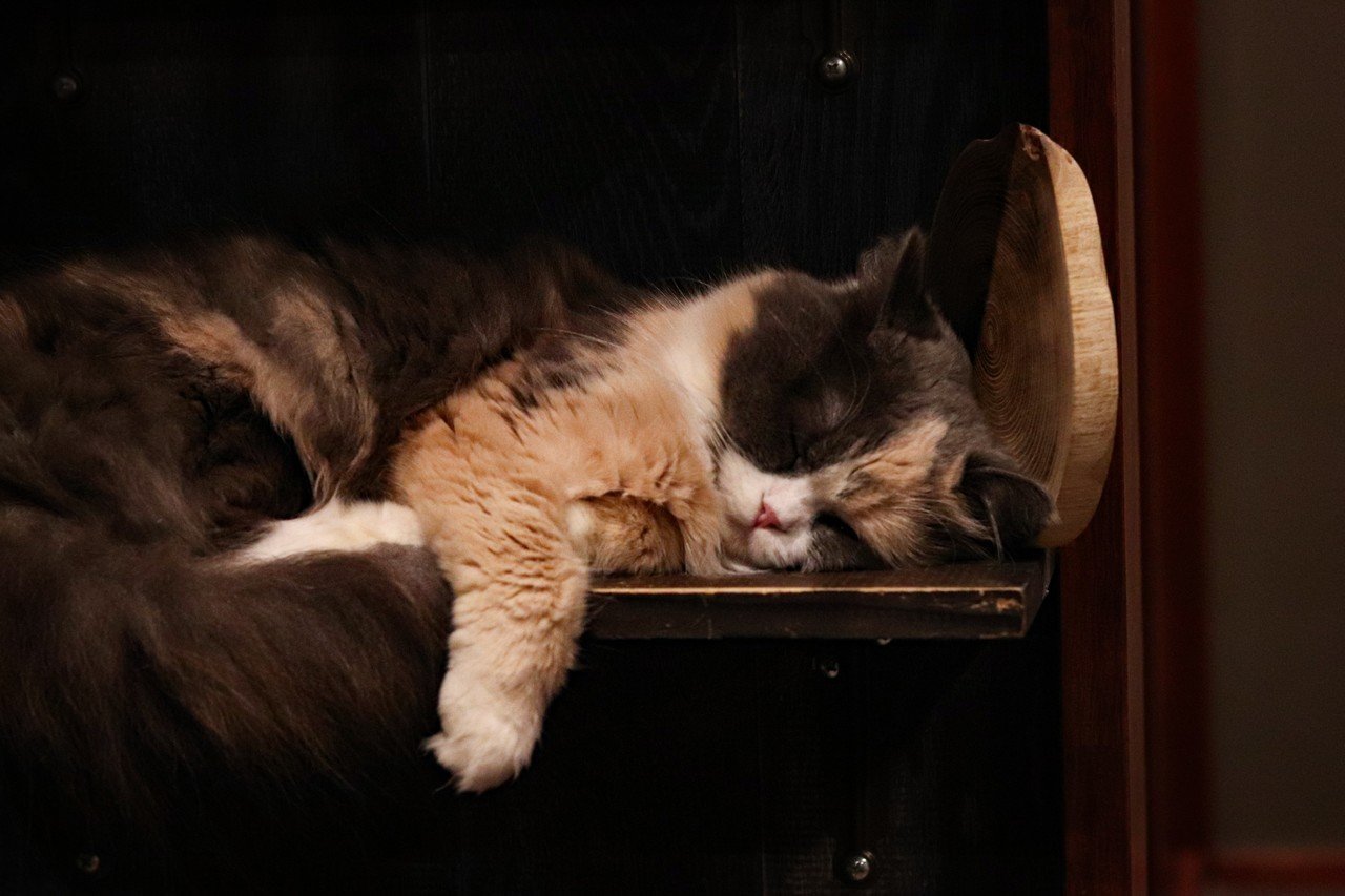 猫カフェで撮った猫たちの写真 小木曽一馬 Mtame Inc Note