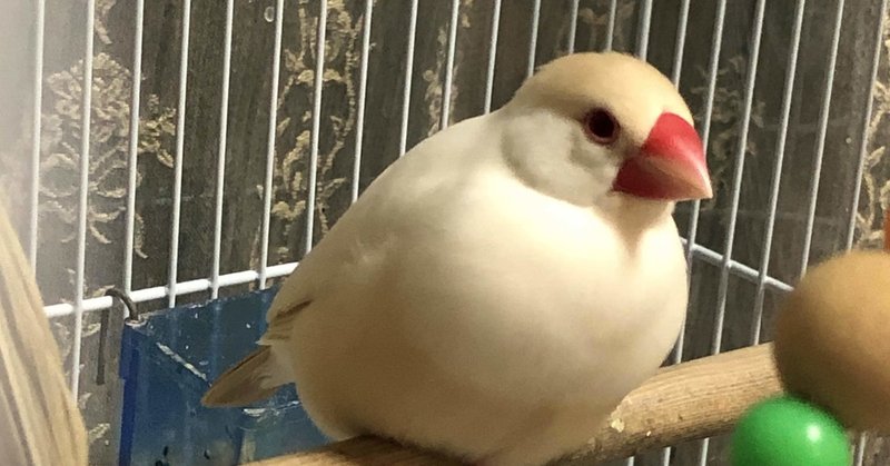 レディファーストで紳士的な男の子の癒し動画 クリーム文鳥 やまさき あやか Note