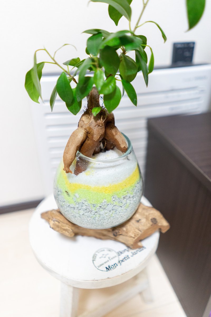 観葉植物 ガジュマル育て始めました ハイドロカルチャー Jiro K Note