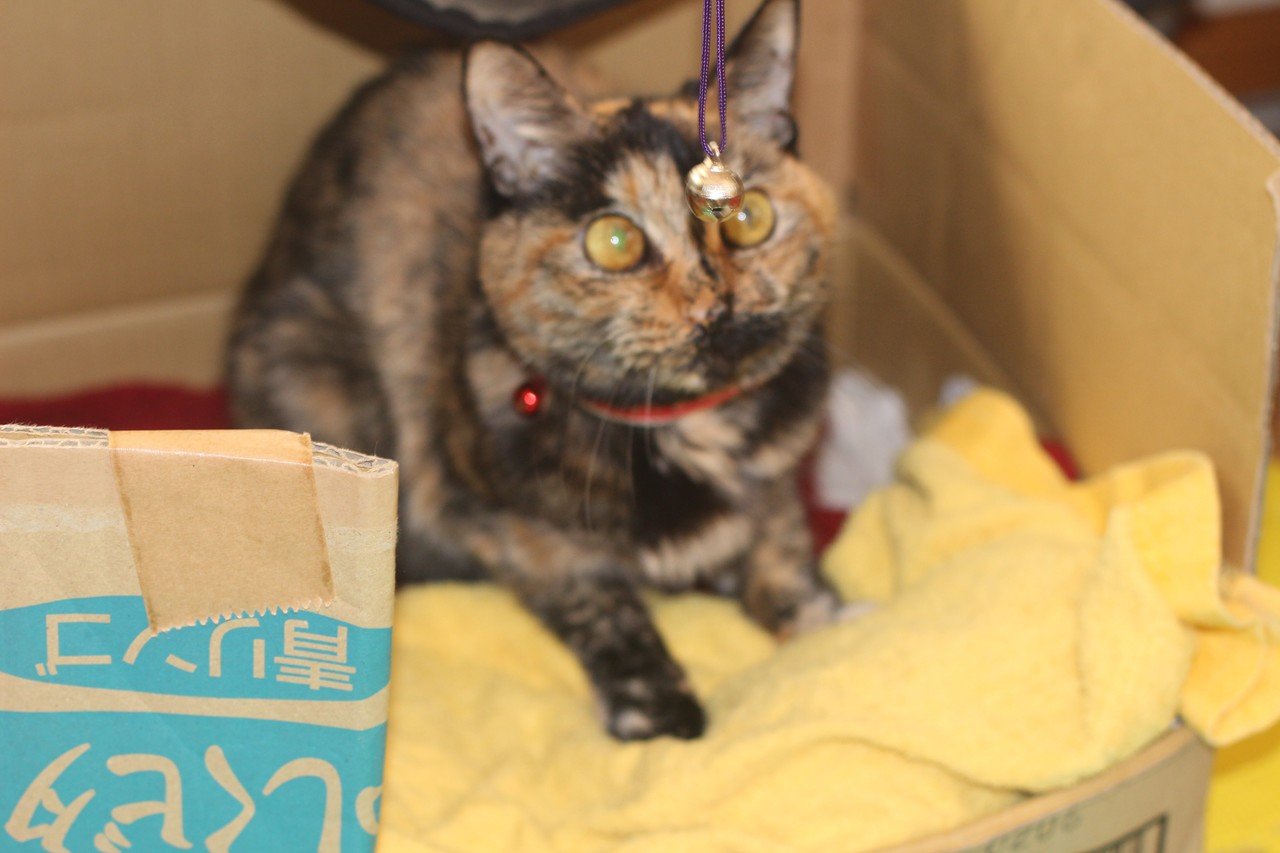 介護 救いの猫がやってきた Beniウニャイテッドキングダム 猫の王国 ニャンタジア 猫 介護 爺の智慧 Note