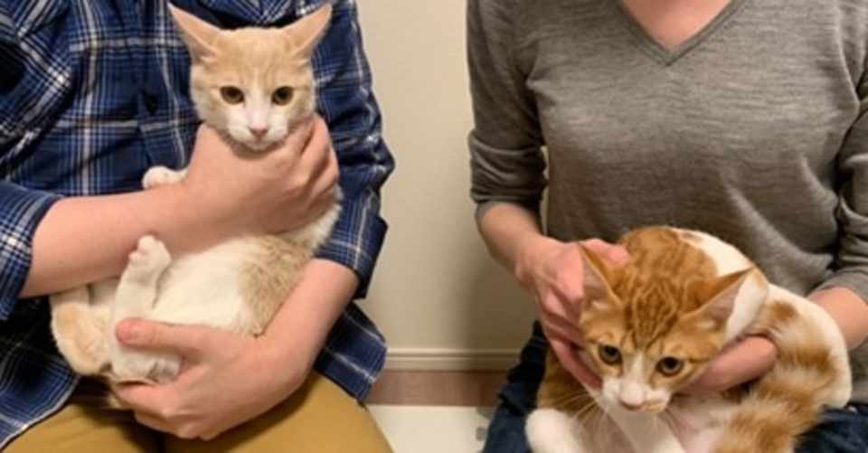 お米兄弟の卒業と譲渡会 しっぽのしらべ Note