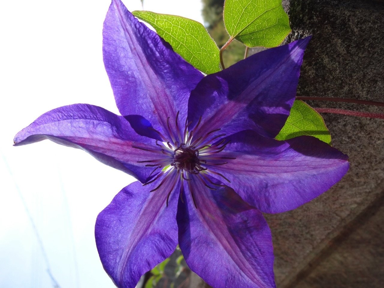 おはようございます クレマチス テッセンとも呼ばれます 種類が多くいろんな色が楽しめます Kiyoshi Note