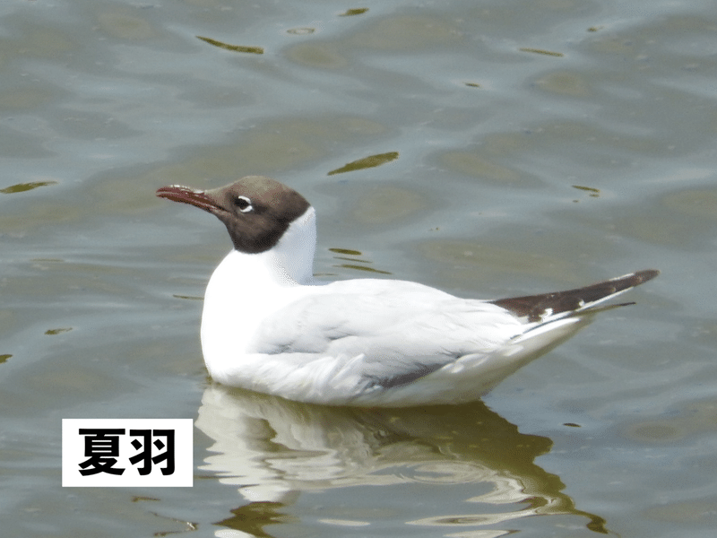 ユリカモメ_夏羽