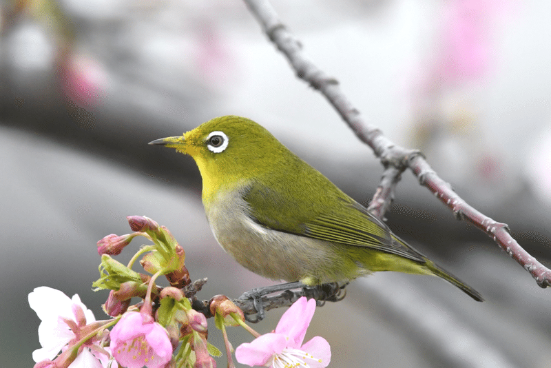 身近で気になる野鳥ランキング Best５０ 浜松科学館 みらいーら