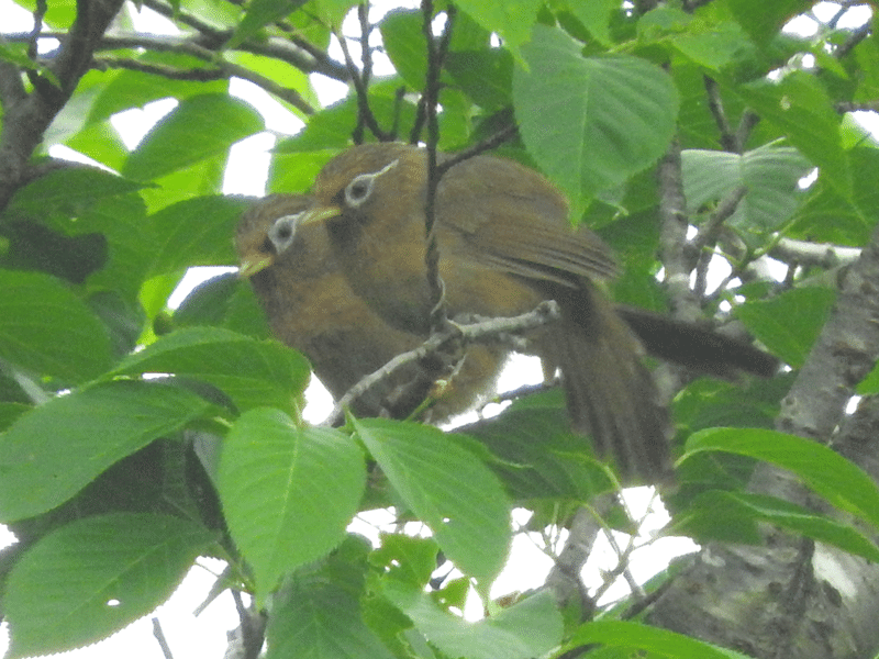 ガビチョウ