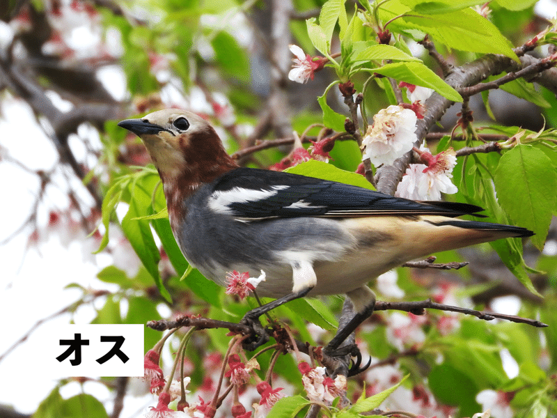 コムクドリ_オス