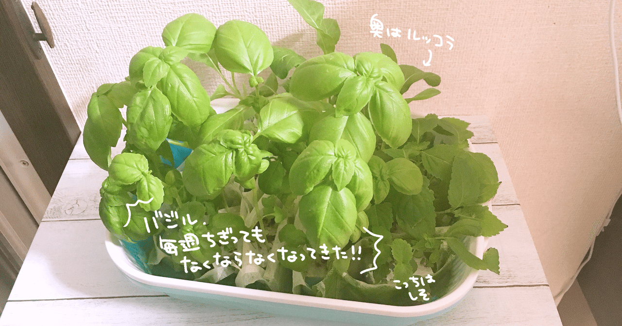 冷蔵庫管理は難しすぎる 食材管理としての水耕栽培のすすめ バジル 大葉 サニーレタス オノデラユズカオ Note