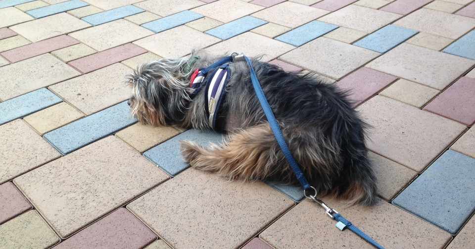犬はため息をつかない 黒リス Note