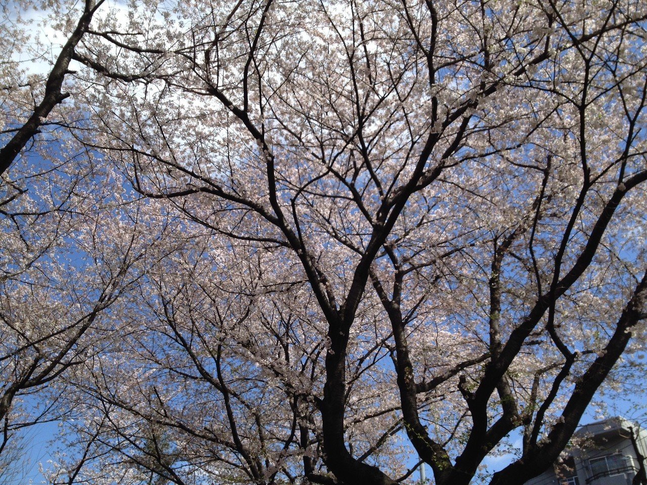 3歳児はじめてのおつかい 500円持ってスーパーでお買い物 を知る通信