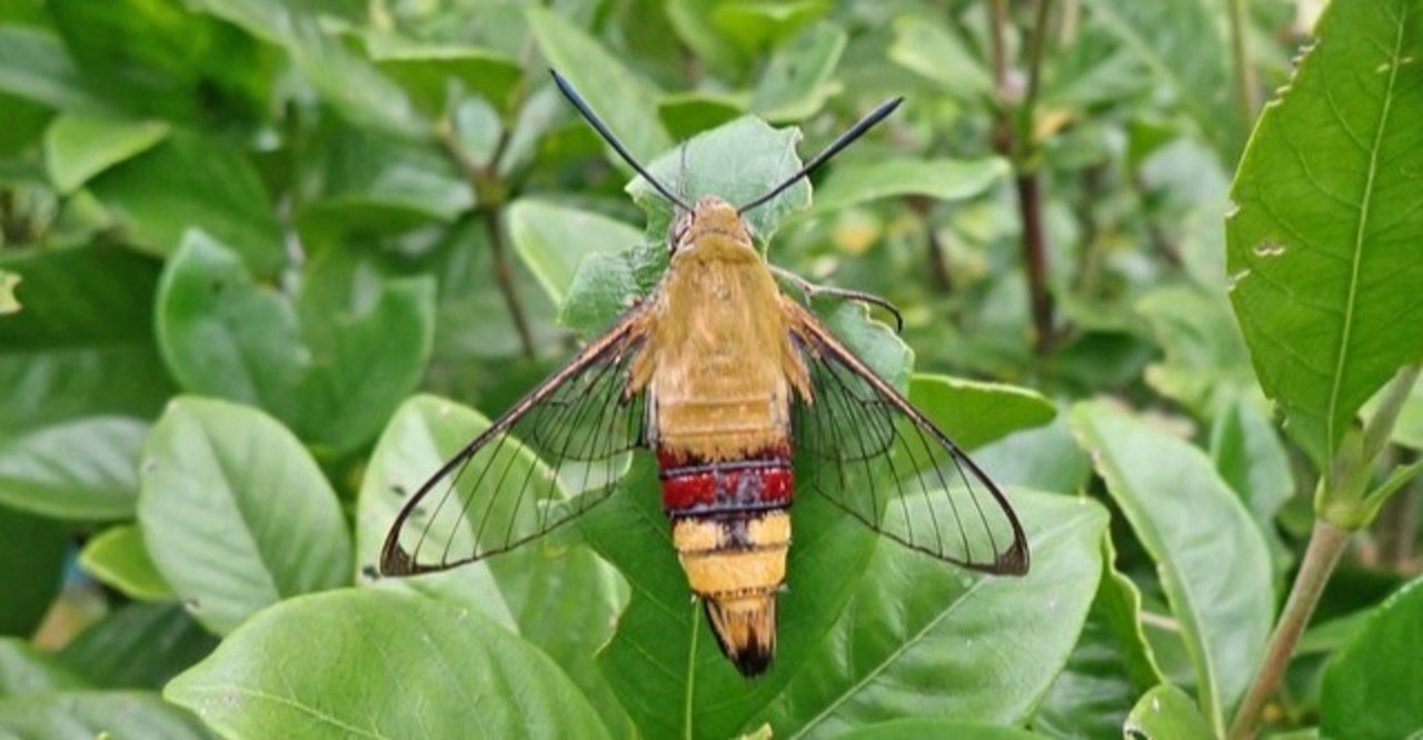 オオスカシバとホシホウジャクと Waiwai Note オオスカシバとホシホウジャクと Waiwai Note