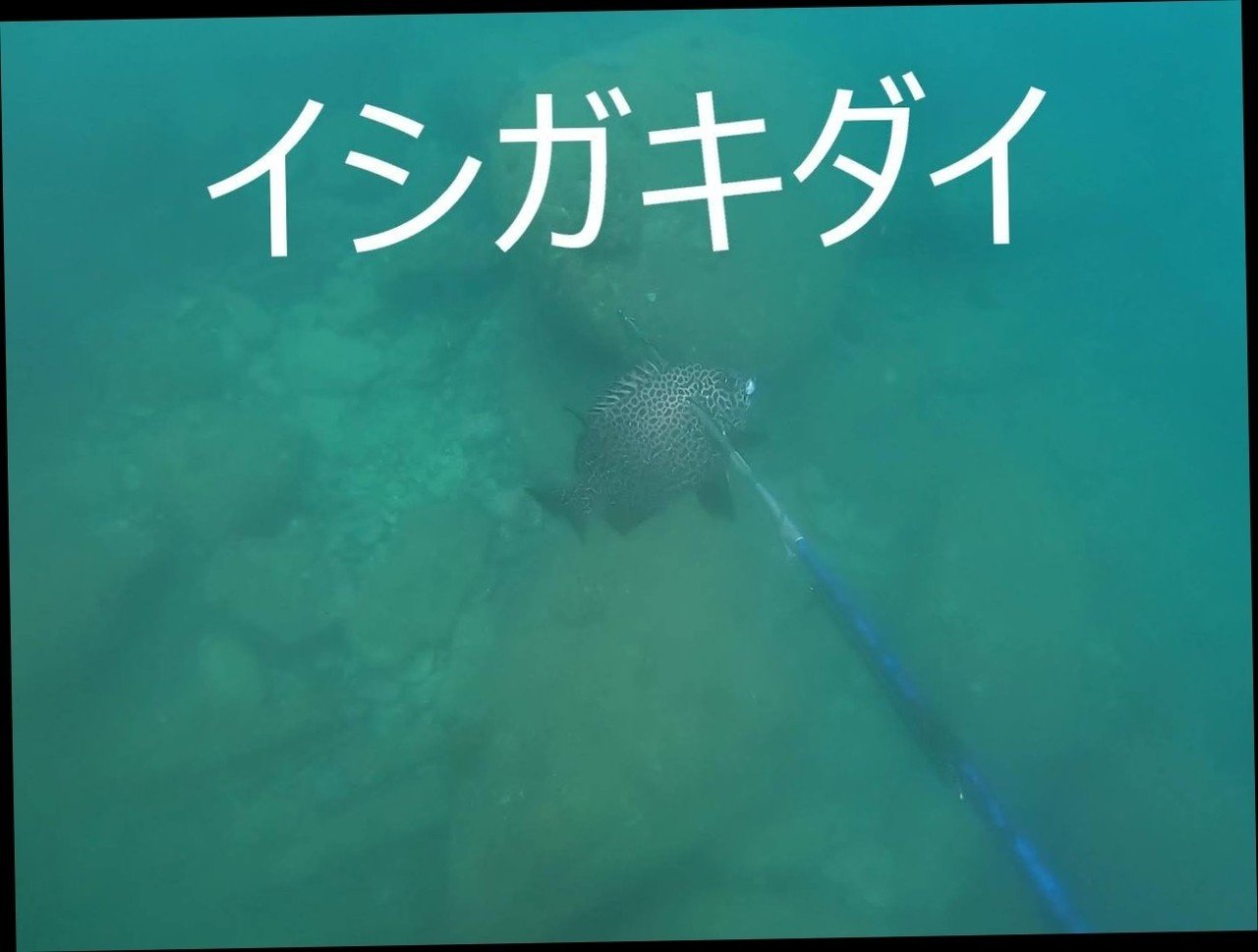 10月17日の魚突き突果 イシダイとイシガキダイ しまこ Note 10月17日の魚突き突果 イシダイとイシガキダイ しまこ Note