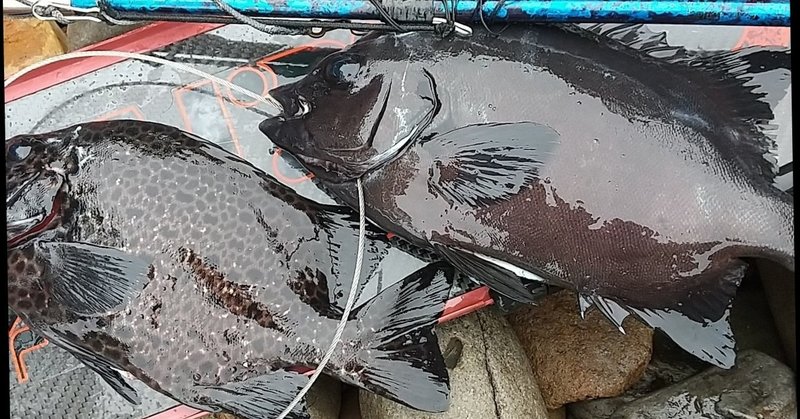 10月17日の魚突き突果 イシダイとイシガキダイ しまこ Note 10月17日の魚突き突果 イシダイとイシガキダイ しまこ Note