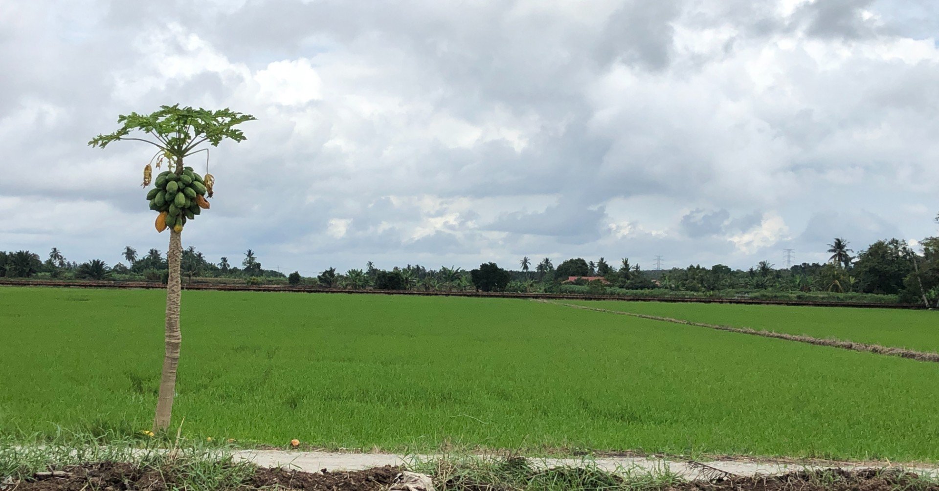 中田敦彦さん Gacktさんの動画を見てマレーシアで思ったこと 野本響子 文筆家 編集者 在マレーシア Note