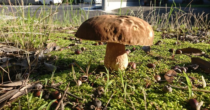 二匹目のどじょう マカピーな日々 0194 マカピー Note 二匹目のどじょう マカピーな日々 0194 マカピー Note