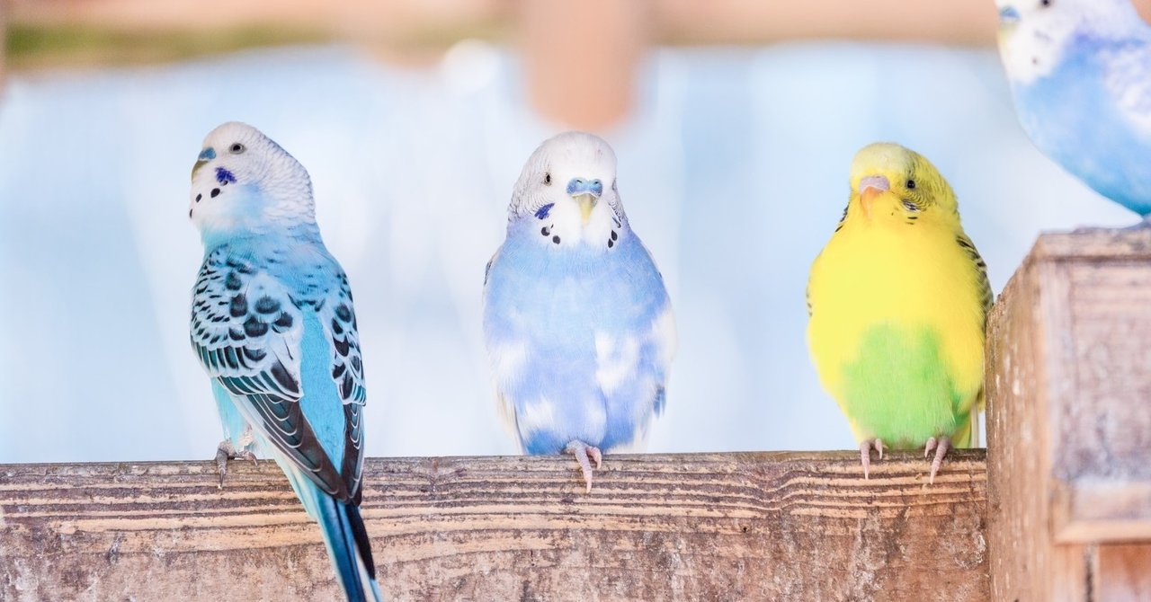 セキセイインコの可愛いところ5選 園出ミヒル シナリオライター Note セキセイインコの可愛いところ5選 園出ミヒル シナリオライター Note