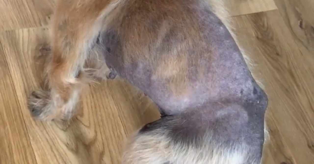 クッシング症候群 の新着タグ記事一覧 Note つくる つながる とどける