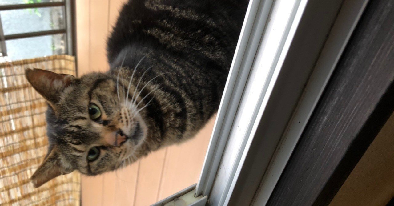 地域猫レオ370 Hirokomix Note 地域猫レオ370 Hirokomix Note