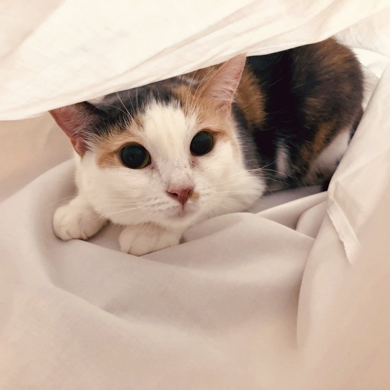 湯河原 猫を借りて泊まれる宿 まいきゃっと が最高だ 長谷川 翔一 編集とマーケティング Note 湯河原 猫を借りて泊まれる宿 まいきゃっと が最高だ 長谷川 翔一 編集とマーケティング Note