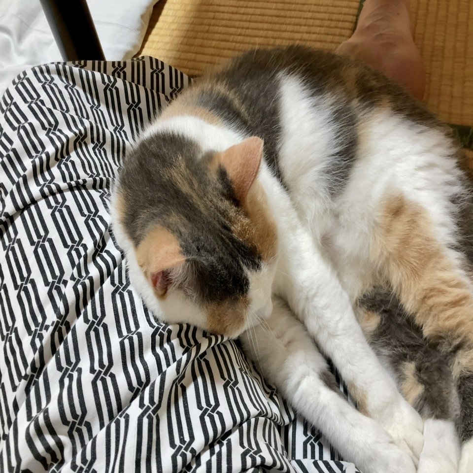 湯河原 猫を借りて泊まれる宿 まいきゃっと が最高だ 長谷川 翔一 編集とマーケティング Note