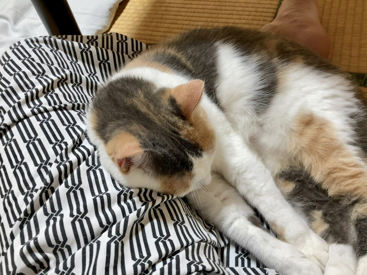 湯河原 猫を借りて泊まれる宿 まいきゃっと が最高だ 長谷川 翔一 編集とマーケティング Note 湯河原 猫を借りて泊まれる宿 まいきゃっと が最高だ 長谷川 翔一 編集とマーケティング Note