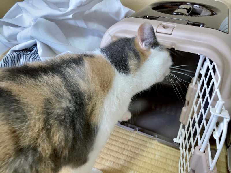 湯河原 猫を借りて泊まれる宿 まいきゃっと が最高だ 長谷川 翔一 編集とマーケティング Note 湯河原 猫を借りて泊まれる宿 まいきゃっと が最高だ 長谷川 翔一 編集とマーケティング Note