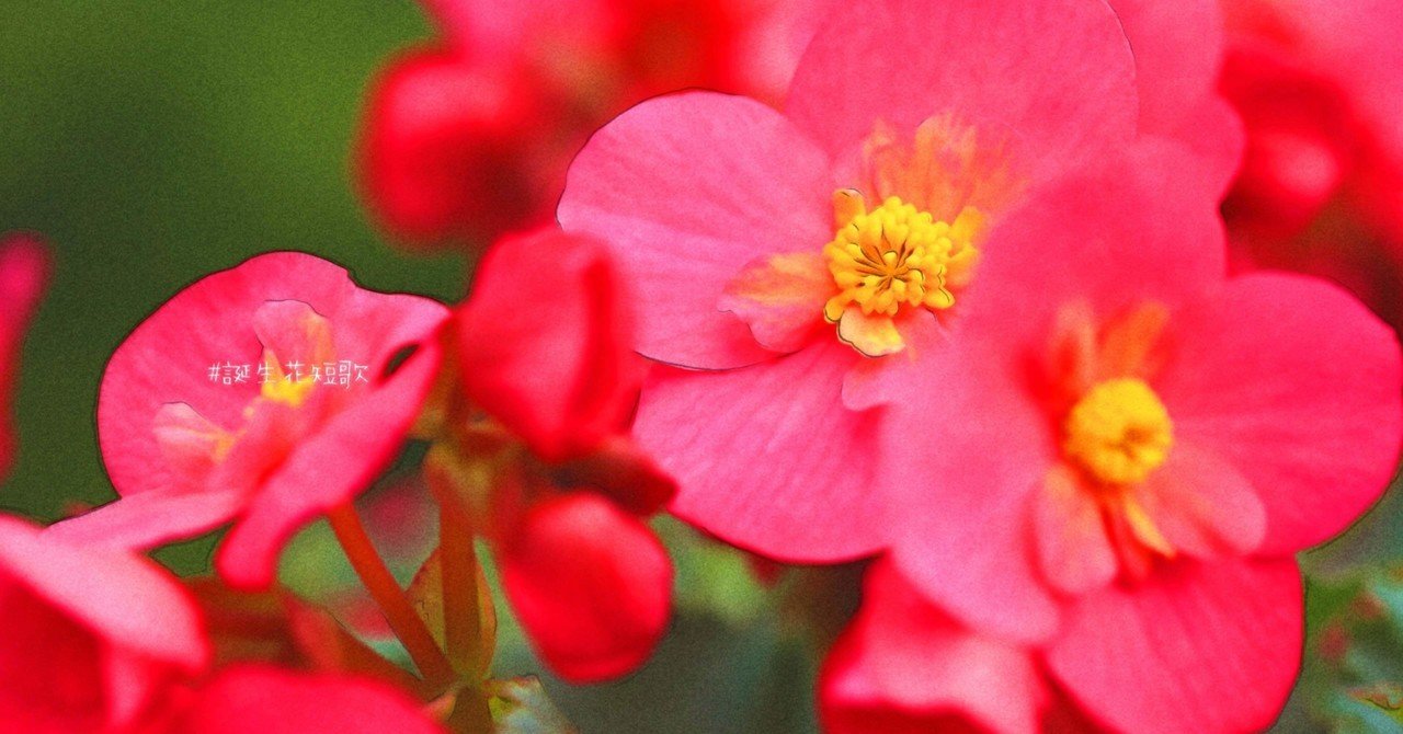 10月18日 誕生花は瓔珞草 誕生花短歌 御子柴 流歌 Note