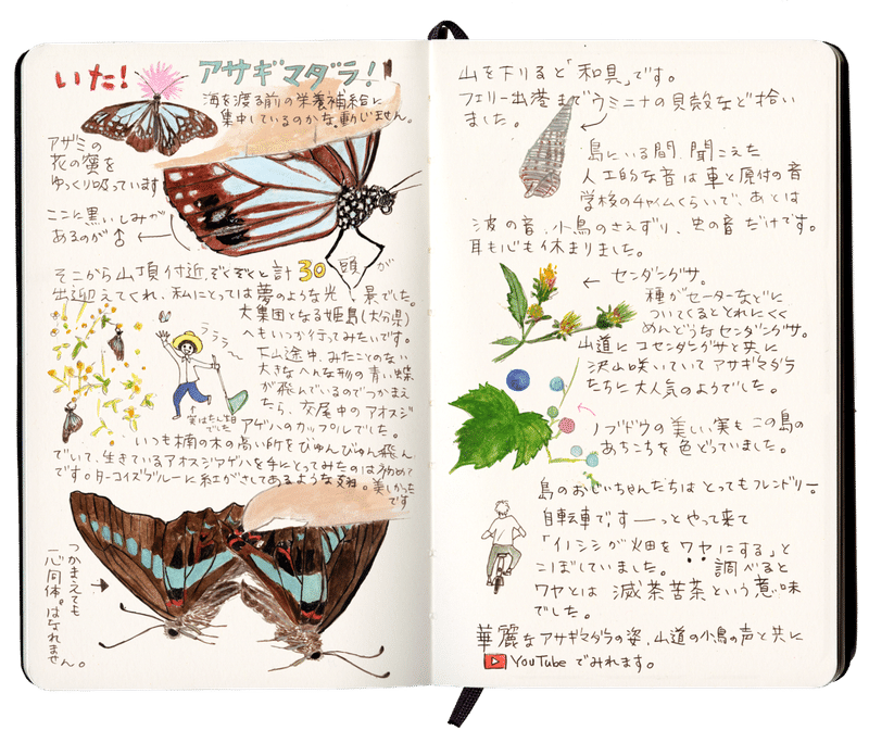 Vol 4 今回は離島旅レポ 憧れのアサギマダラに会いにいく 工作舎 Note Vol 4 今回は離島旅レポ 憧れのアサギマダラに会いにいく 工作舎 Note
