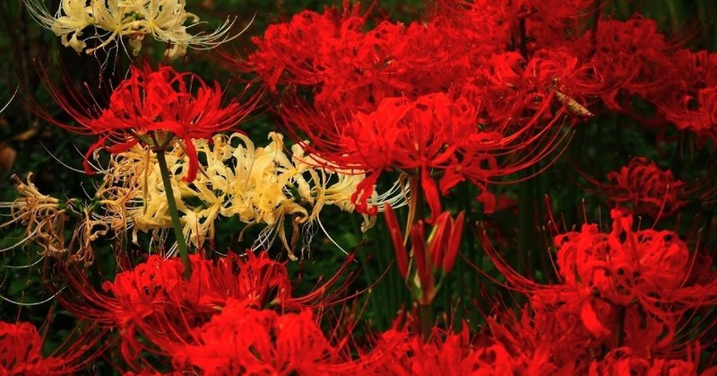 映画 鬼滅の刃観てきた のぶお 墓場のオタク note