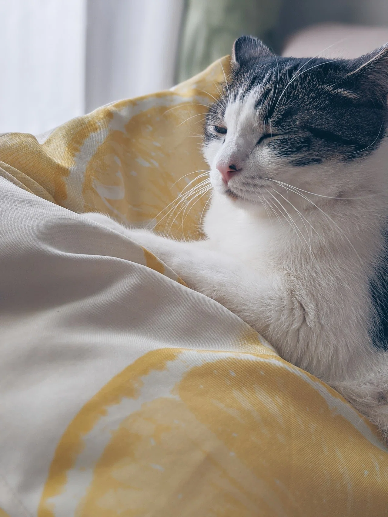 猫はいつも眠そう そして可愛い ナイトゥ