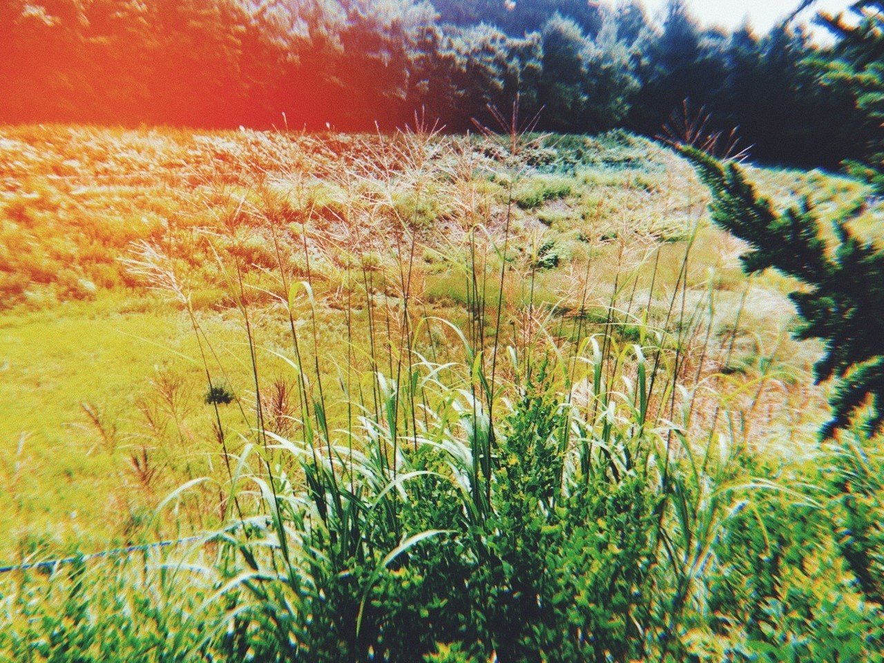 植物の写真。おそらくススキ。