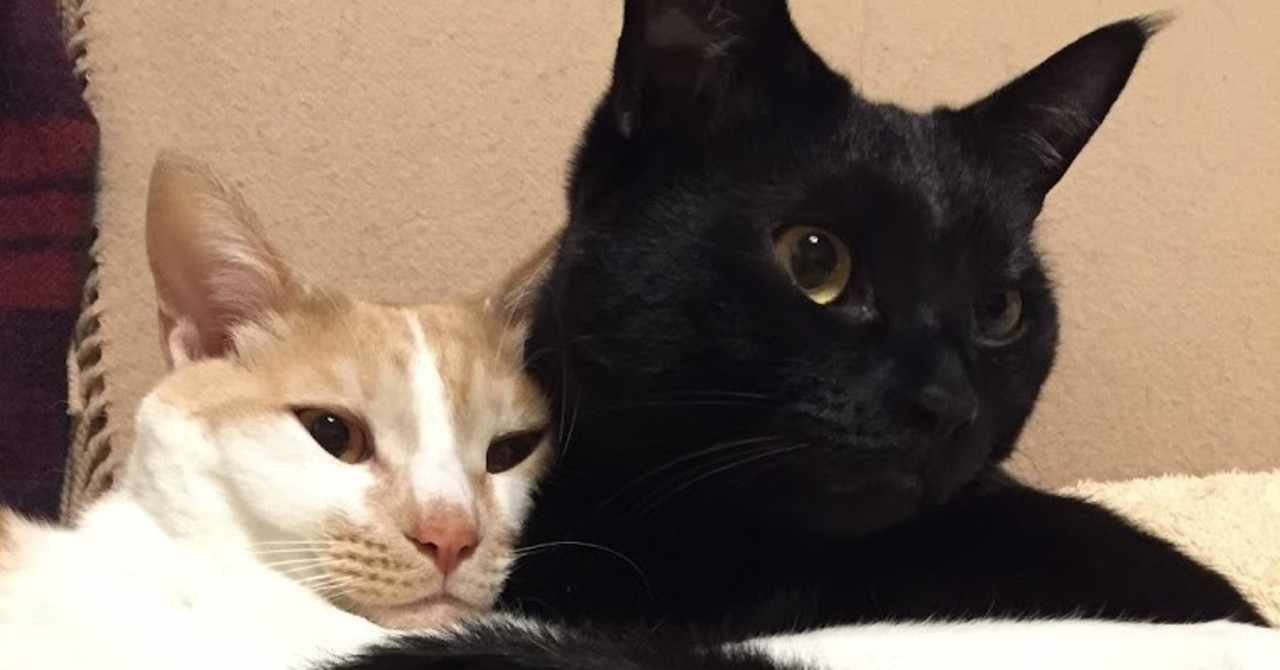 名付け の新着タグ記事一覧 Note つくる つながる とどける