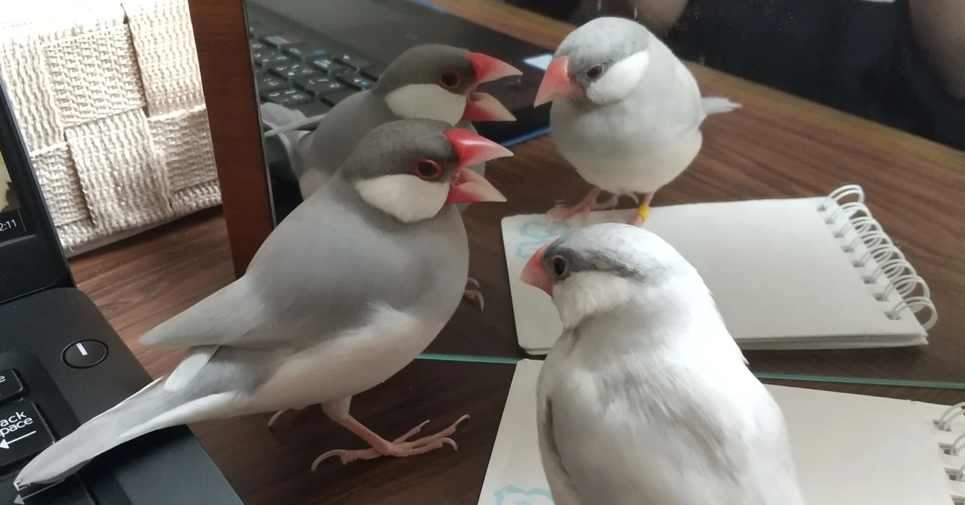 ウチの文鳥あるある 番の仲が悪い 中目黒土産店 Note ウチの文鳥あるある 番の仲が悪い 中目黒土産店 Note