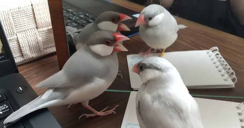 ウチの文鳥あるある 番の仲が悪い 中目黒土産店 Note