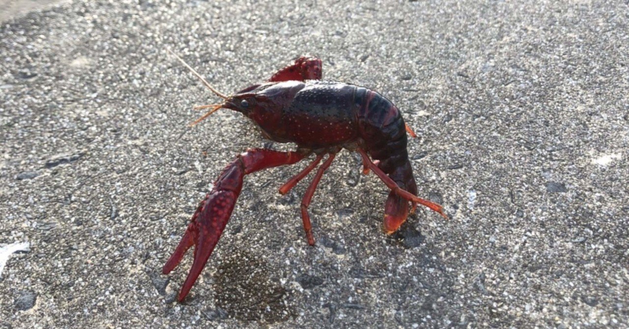 ザリガニ Shun Takahashi Note ザリガニ Shun Takahashi Note