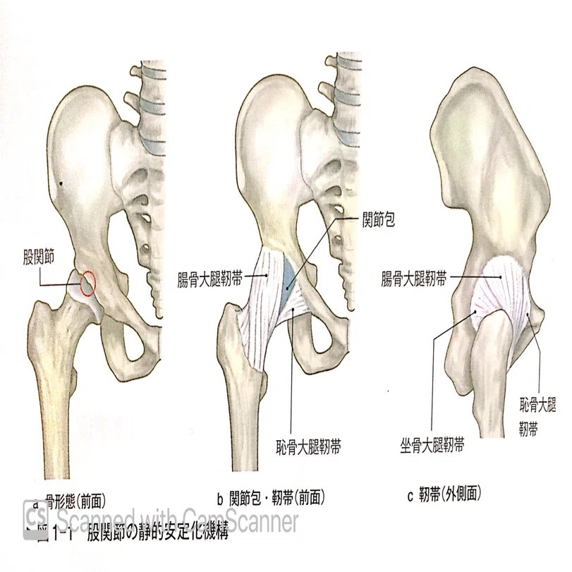 股関節の機能解剖｜岩瀬勝覚