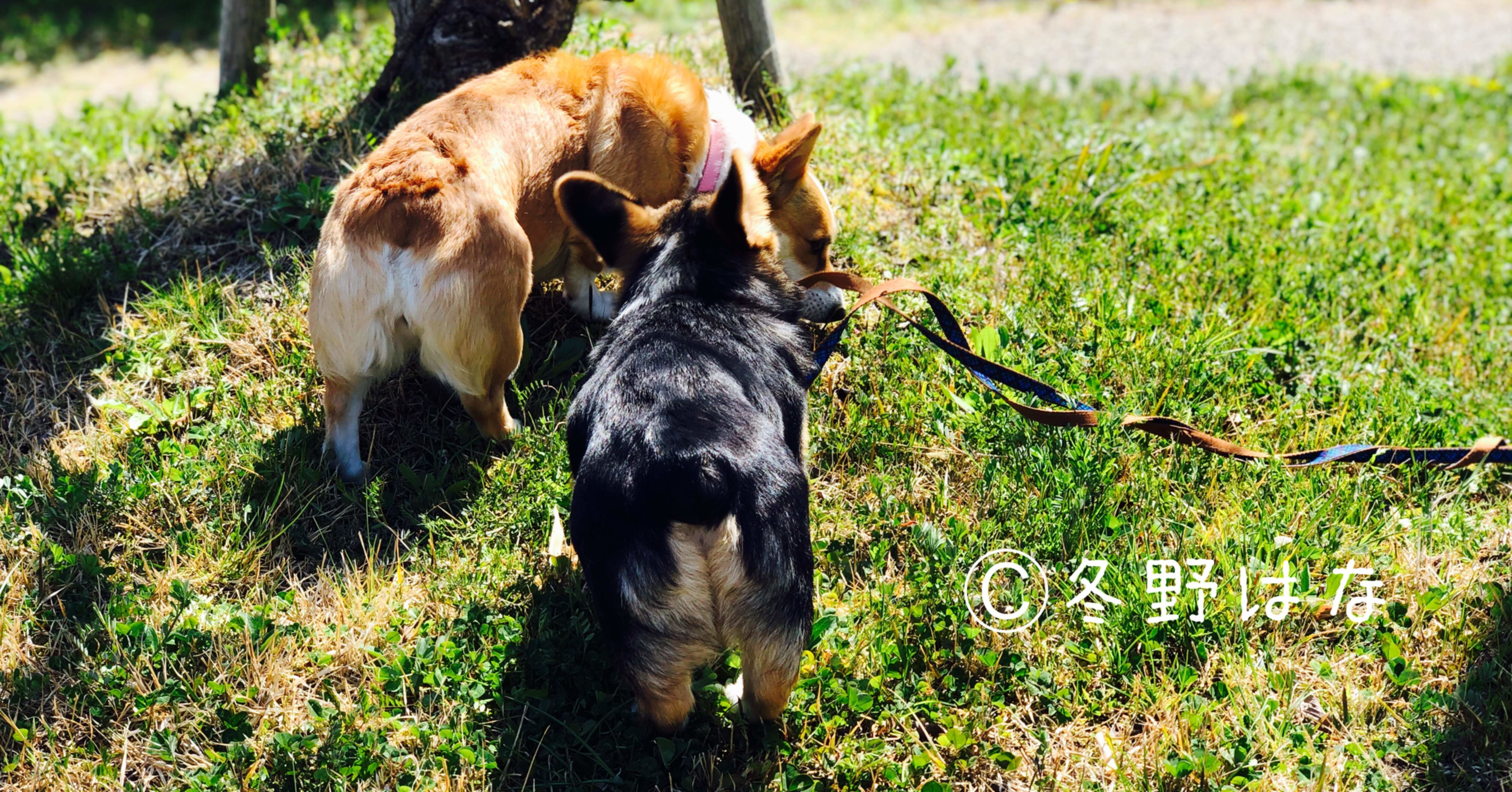 素人がコーギー飼い始めて3匹目 多頭飼いしてわかった コーギーの特色 冬野はな Hspの元小学校教師 Note